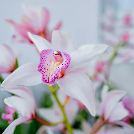 アパート La Casa Delle Orchidee *