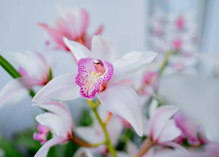 דירה La Casa Delle Orchidee *